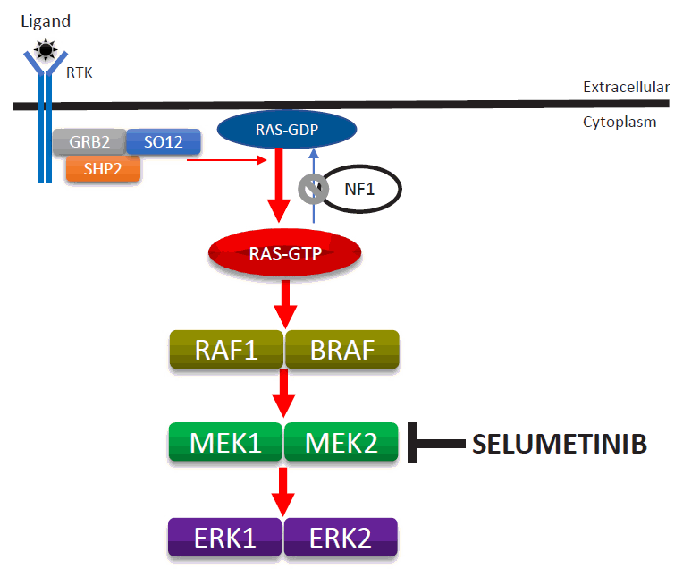 In Autosomal Dominant Inheritance Jsp Fid