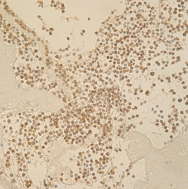 Fig. 8