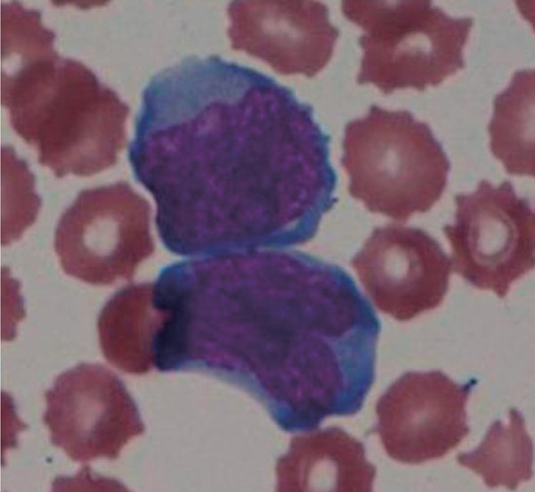 Fig. 1